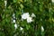 Hibiscus syriacus \\\'White Chiffon\\\' blooms with semi-double white flowers in August. Berlin, Germany.