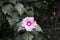 Hibiscus syriacus \\\'Woodbridge\\\' blooms with large pink-purple flowers with a red center in August. Berlin, Germany