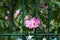 Hibiscus syriacus \\\'Woodbridge\\\' blooms with large pink-purple flowers with a red center in August. Berlin, Germany