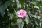 Hibiscus syriacus \\\'Woodbridge\\\' blooms with large pink-purple flowers with a red center in August. Berlin, Germany