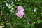 Hibiscus syriacus \\\'Woodbridge\\\' blooms with large pink-purple flowers with a red center in August. Berlin, Germany