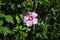 Hibiscus syriacus \\\'Woodbridge\\\' blooms with large pink-purple flowers with a red center in August. Berlin, Germany