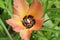 Hibiscus tiliaceus flower