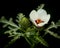 Hibiscus Trionum Bloom on black background