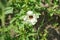 Hibiscus trionum blooms in July. Potsdam, Germany