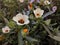 Hibiscus trionum. Flower-of-an-hour, White flower