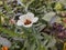 Hibiscus trionum. Flower-of-an-hour, White flower
