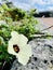 Hibiscus trionum on the roadside.