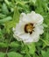 Hibiscus Trionum Stock Photo White Flower
