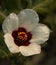 Hibiscus Trionum Venice Mallow Closeup