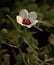 Hibiscus Trionum Venice Mallow Flower