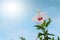 Hibiscus white flower