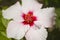 hibiscus white flower