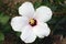 Hibiscus white kalakaua