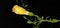 Hibiscus yellow colour flowers bud natural