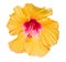 Hibiscus yellow flower isolated on white background.