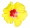 Hibiscus yellow flower isolated on white background.