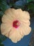 Hibiscus yellow flower and leafs