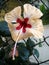 Hibiscus yellow ,red ,white mix colour flowers photography