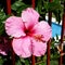 Hibiskus flower