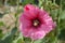 Hibiskus flower varieties, color mallow flower, hollyhock flower species