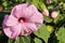 Hibiskus rosa-sinensis, known colloquially as Chinese hibiskus, China rose, rose mallow in garden