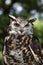 HIBOU GRAND DUC DU CAP bubo capensis