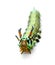 hickory horned devil - Citheronia regalis - larva caterpillar form of regal or royal walnut moth with bright green, orange, red