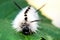 Hickory Tussock Caterpillar