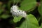 Hickory tussock moth