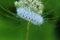 Hickory Tussock Moth caterpillar