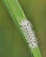 Hickory Tussock Moth Caterpiller