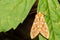 Hickory Tussock Moth- Lophocampa caryae