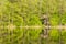 Hidden abandoned wooden cabin on forest lake coast and its reflection on water surface