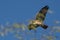 A Hidden Agenda -hawk flight hide-