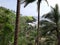 hidden beach cover with palm tree in goa. coconut trees on the beach.
