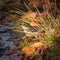 Hidden Beauty - Myrtle Warbler