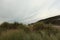 Hidden behind the grass on the dunes dunes over Saunton Sands beach in Devon, South West, UK