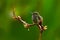 Hidden bird in green vegetation. Stripe-tailed Hummingbird, Eupherusa eximia, Savegre, Cordillera de Talamanca in Costa Rica. Bird