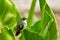 Hidden bird in green vegetation. Stripe-tailed Hummingbird, Eupherusa eximia, Savegre, Cordillera de Talamanca in Costa Rica. Bird