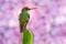 Hidden bird in pink flower bloom vegetation. Stripe-tailed Hummingbird, Eupherusa eximia, Savegre, Talamanca in Costa Rica. Bird