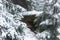 A hidden bunker behind branches in a forest. Orlicke hory, Czechia