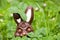 Hidden chocolate rabbit