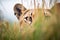 hidden cougar tail in tall grass