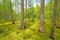 Hidden Cypress Forest on a Sunny Day