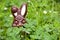 Hidden easter rabbit