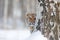 Hidden face portrait of tigre. Tiger in wild winter nature. Amur tiger running in the snow. Action wildlife scene, danger animal.