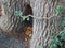 Hidden Fairy door at the base of an Oak tree