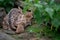 Hidden fallow deer fawn in the nature