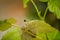Hidden frog on stem of raspberry